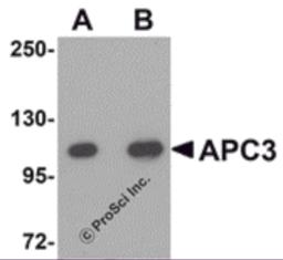 Western blot analysis of APC3 in mouse liver tissue lysate with APC3 antibody at (A) 1 and (B) 2 &#956;g/mL.