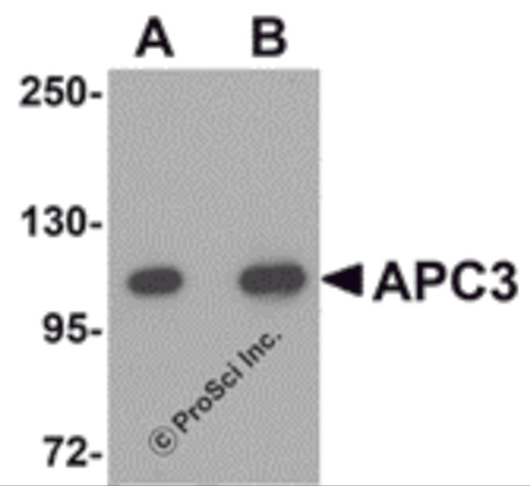 Western blot analysis of APC3 in mouse liver tissue lysate with APC3 antibody at (A) 1 and (B) 2 μg/mL.