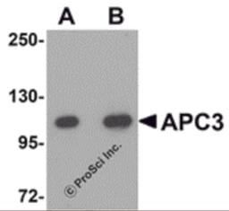 Western blot analysis of APC3 in mouse liver tissue lysate with APC3 antibody at (A) 1 and (B) 2 μg/mL.