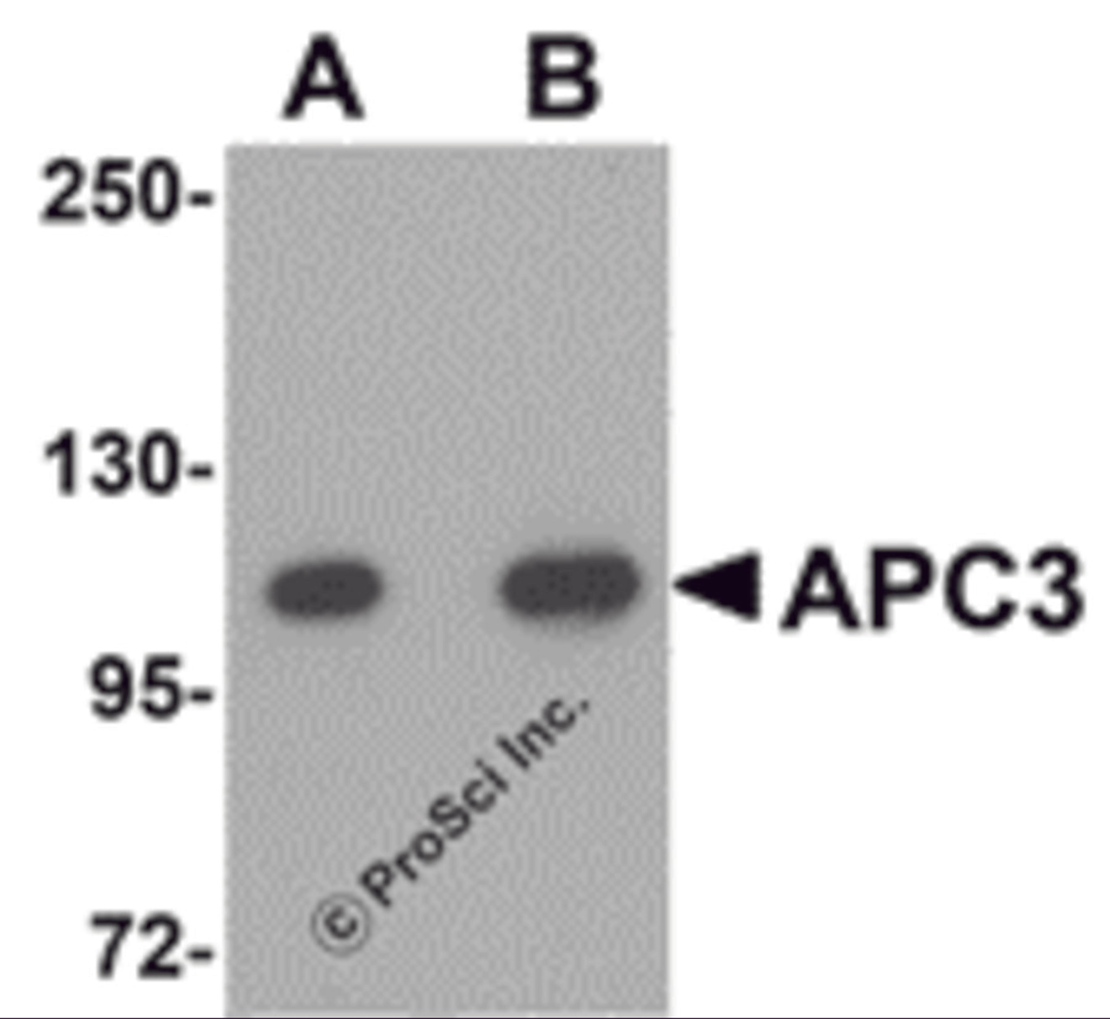 Western blot analysis of APC3 in mouse liver tissue lysate with APC3 antibody at (A) 1 and (B) 2 μg/mL.