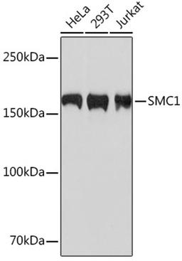 Western blot - SMC1 Rabbit mAb (A4693)