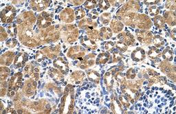 Antibody used in IHC on Human kidney at 4.0-8.0 ug/ml.