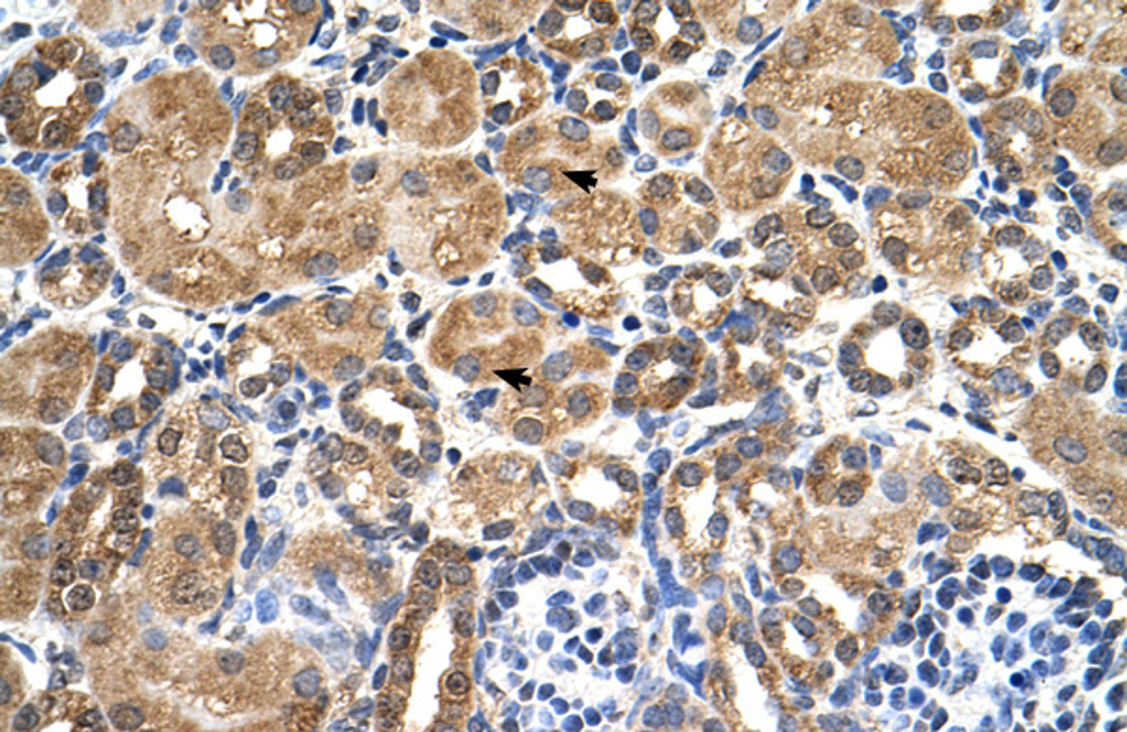 Antibody used in IHC on Human kidney at 4.0-8.0 ug/ml.