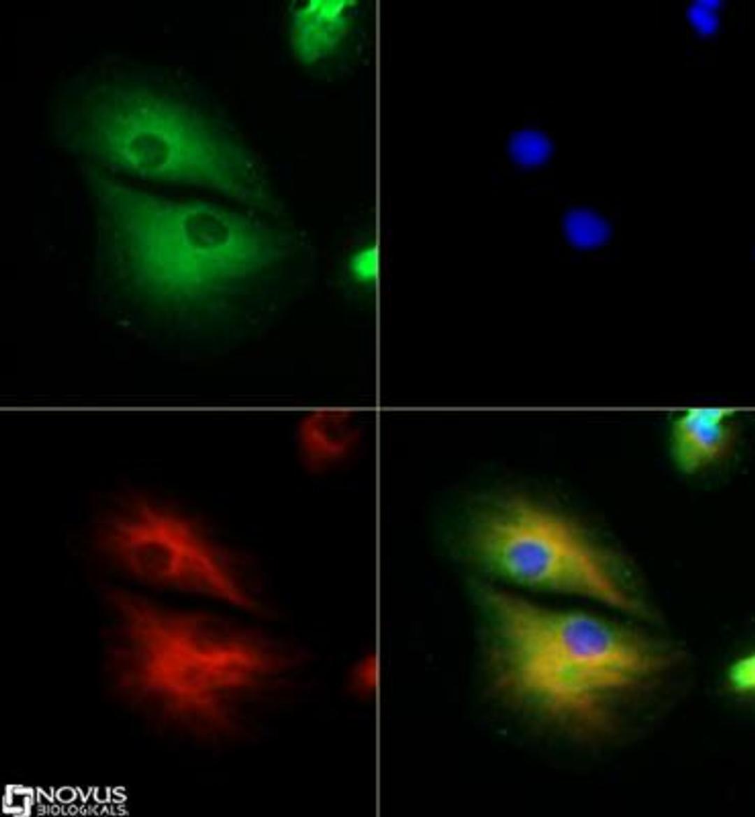 Immunocytochemistry/Immunofluorescence: RP1 Antibody [NBP2-22149] - RP1 antibody was tested in ARPE-19 cells with DyLight 488 (green). Nuclei and alpha-tubulin were counterstained with DAPI (blue) and Dylight 550 (red).