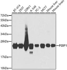 Western blot - PEBP1 antibody (A0578)