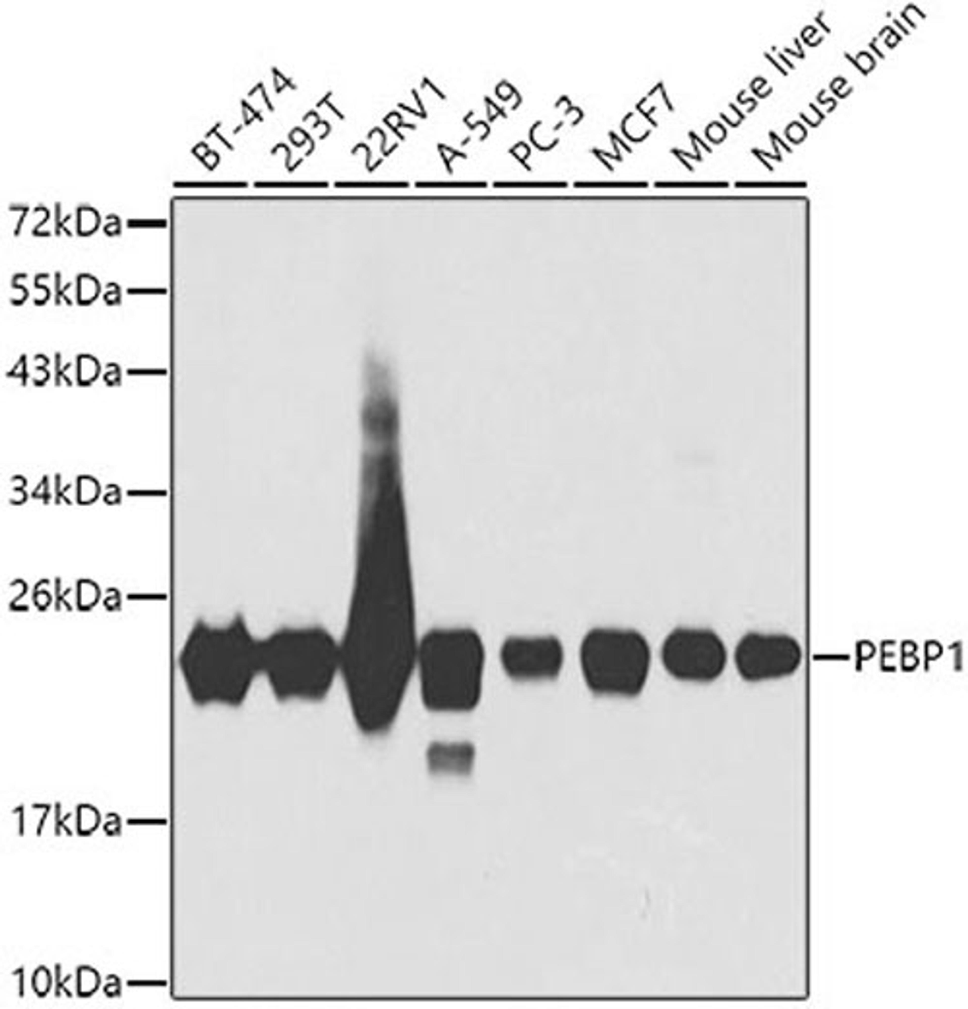 Western blot - PEBP1 antibody (A0578)