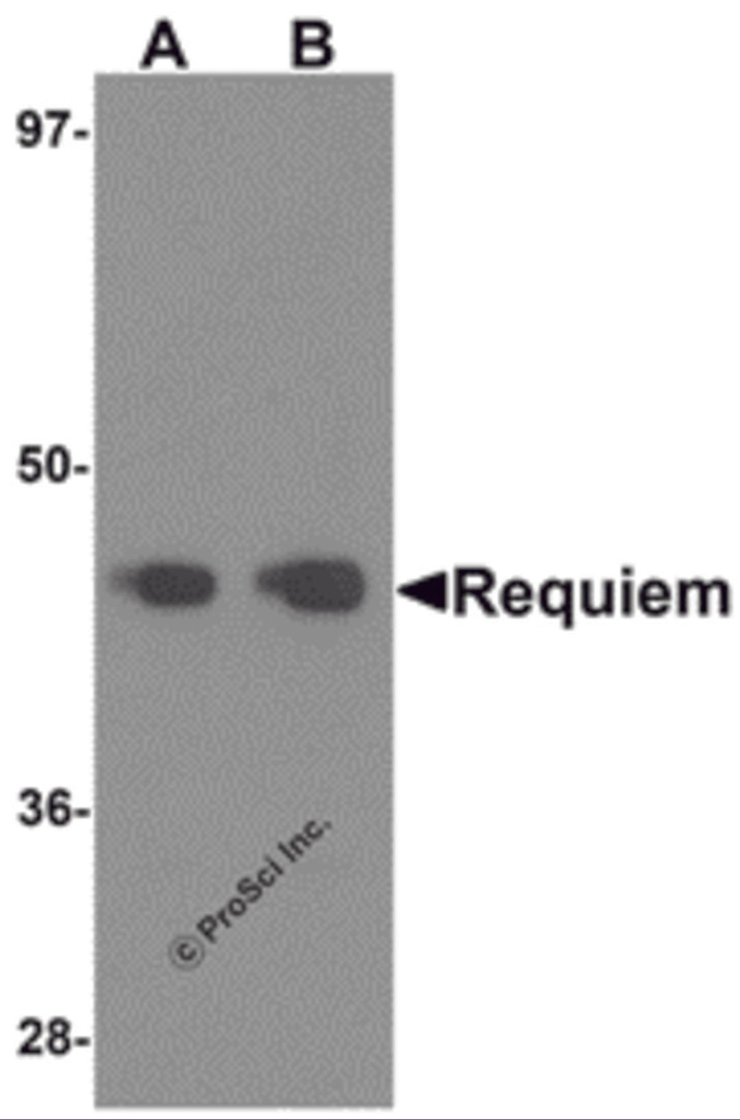 Western blot analysis of Requiem in mouse kidney tissue lysate with Requiem antibody at 1 μg/mL.