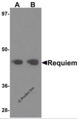 Western blot analysis of Requiem in mouse kidney tissue lysate with Requiem antibody at 1 μg/mL.