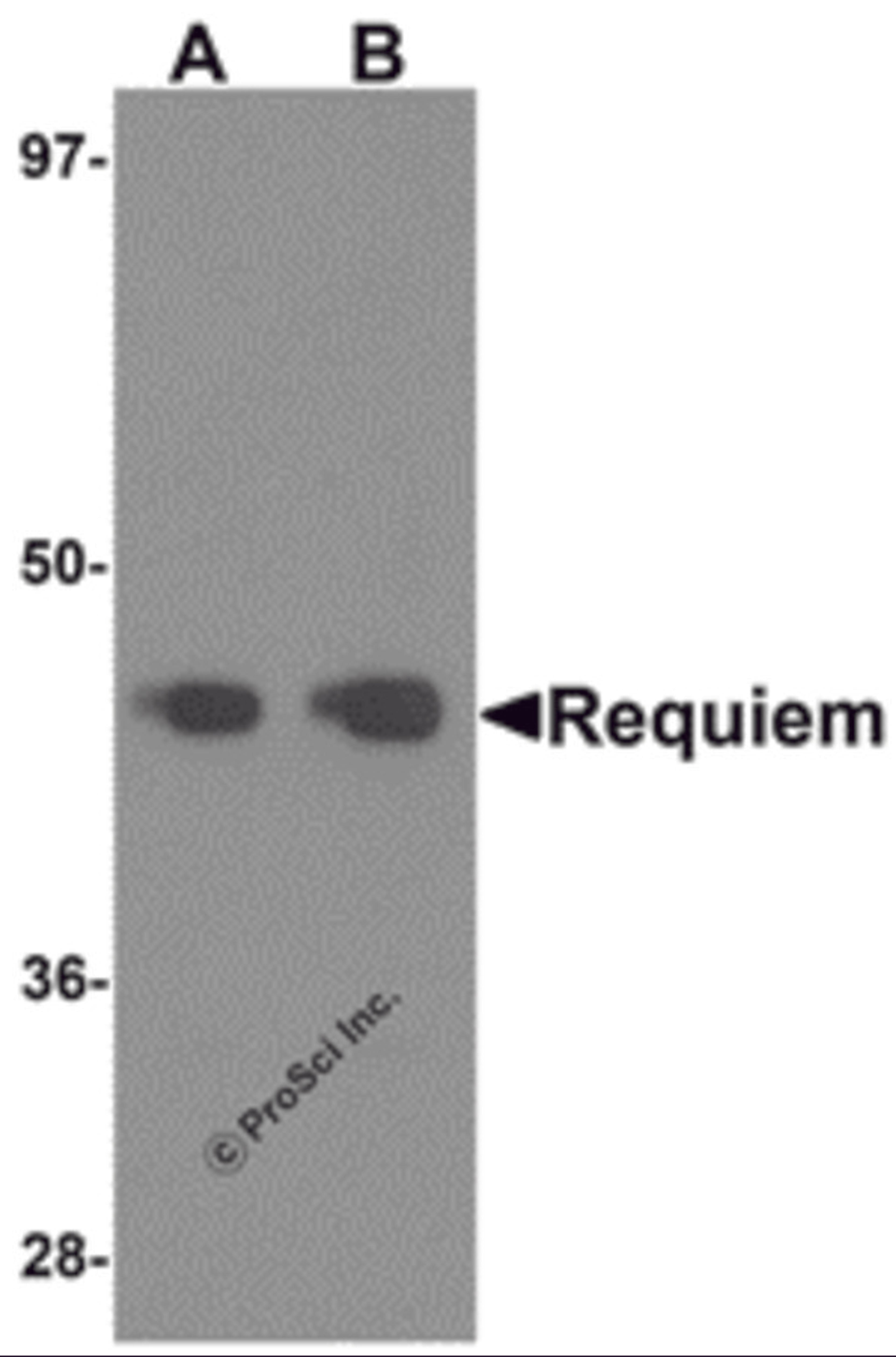 Western blot analysis of Requiem in mouse kidney tissue lysate with Requiem antibody at 1 μg/mL.