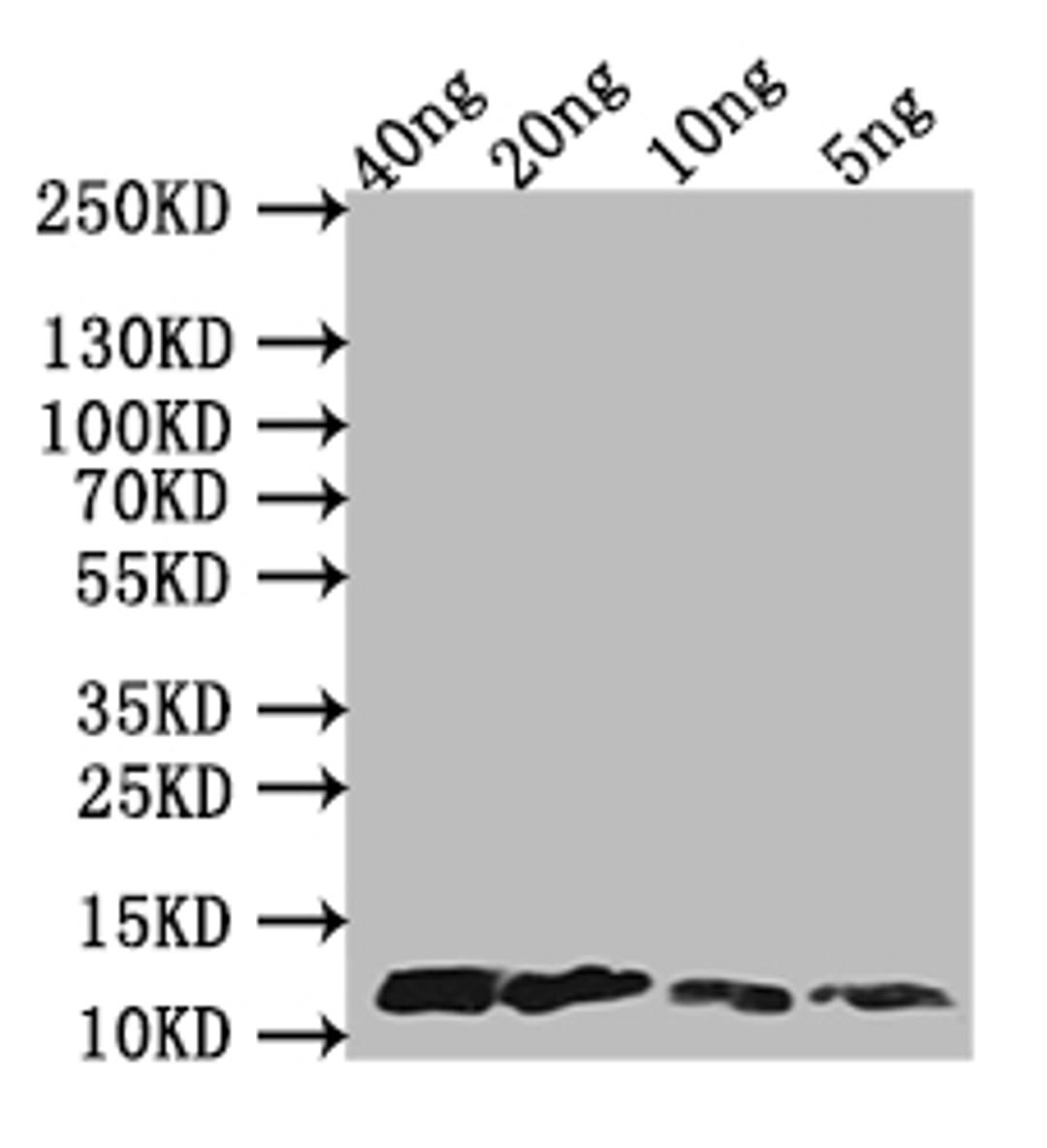 Western Blot. Positive WB detected in Recombinant protein. All lanes: A29L antibody at 1:1000. Secondary. Goat polyclonal to rabbit IgG at 1/50000 dilution. predicted band size: 13 kDa. observed band size: 13 kDa