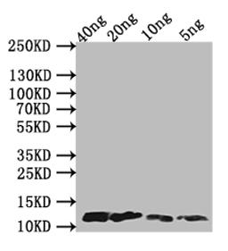 Western Blot. Positive WB detected in Recombinant protein. All lanes: A29L antibody at 1:1000. Secondary. Goat polyclonal to rabbit IgG at 1/50000 dilution. predicted band size: 13 kDa. observed band size: 13 kDa