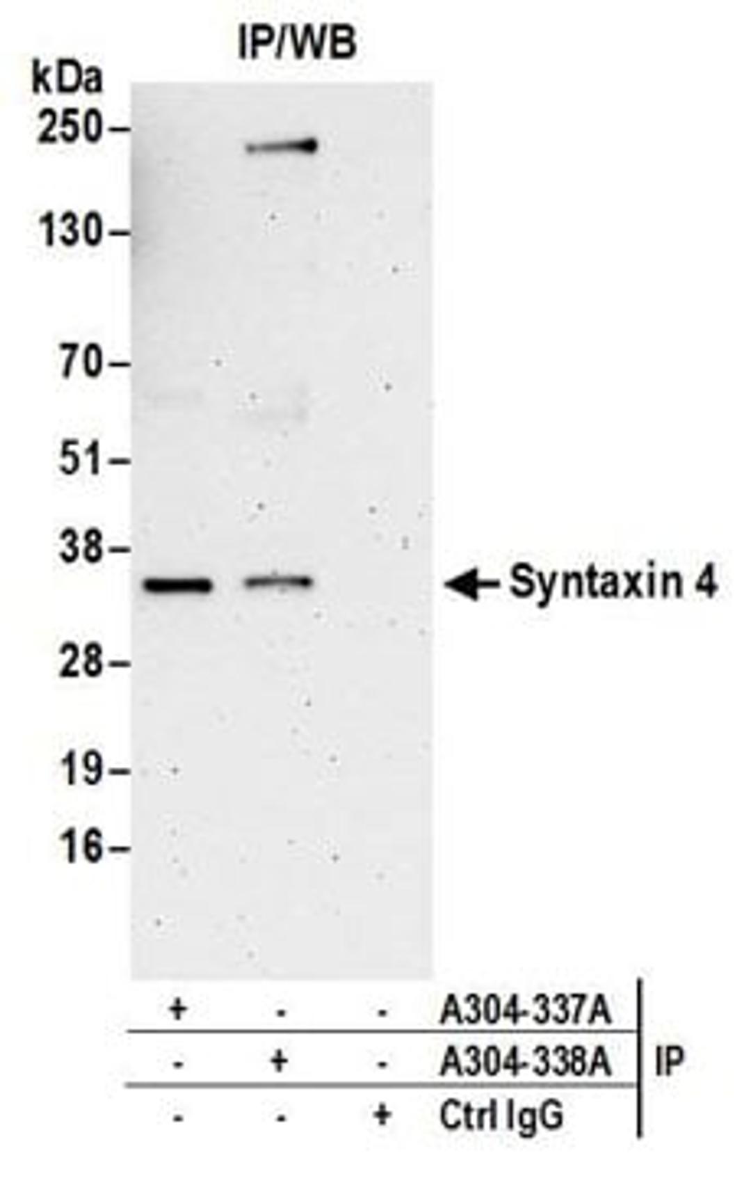 Detection of human Syntaxin 4 by western blot of immunoprecipitates.