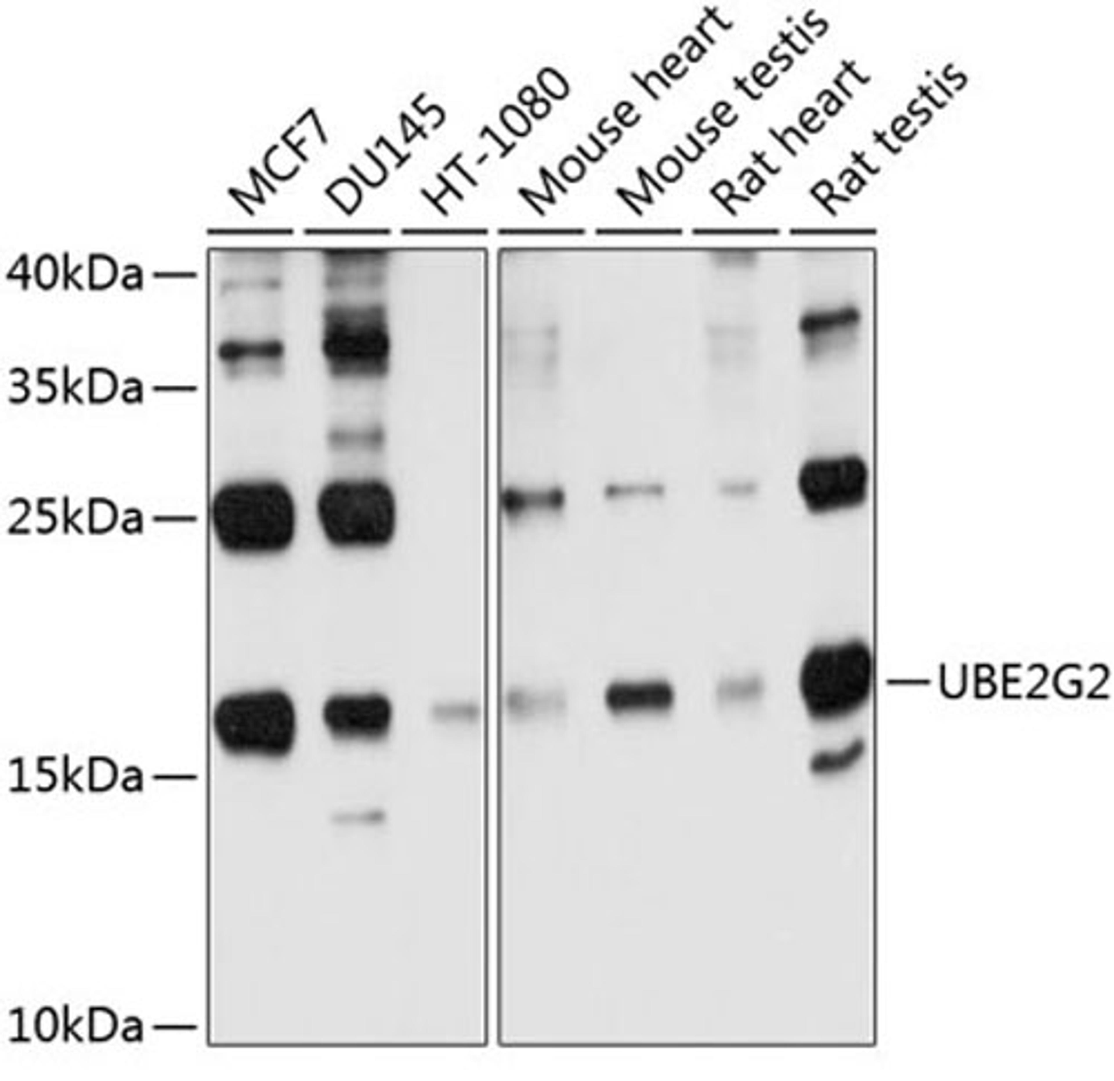 Western blot - UBE2G2 antibody (A10408)