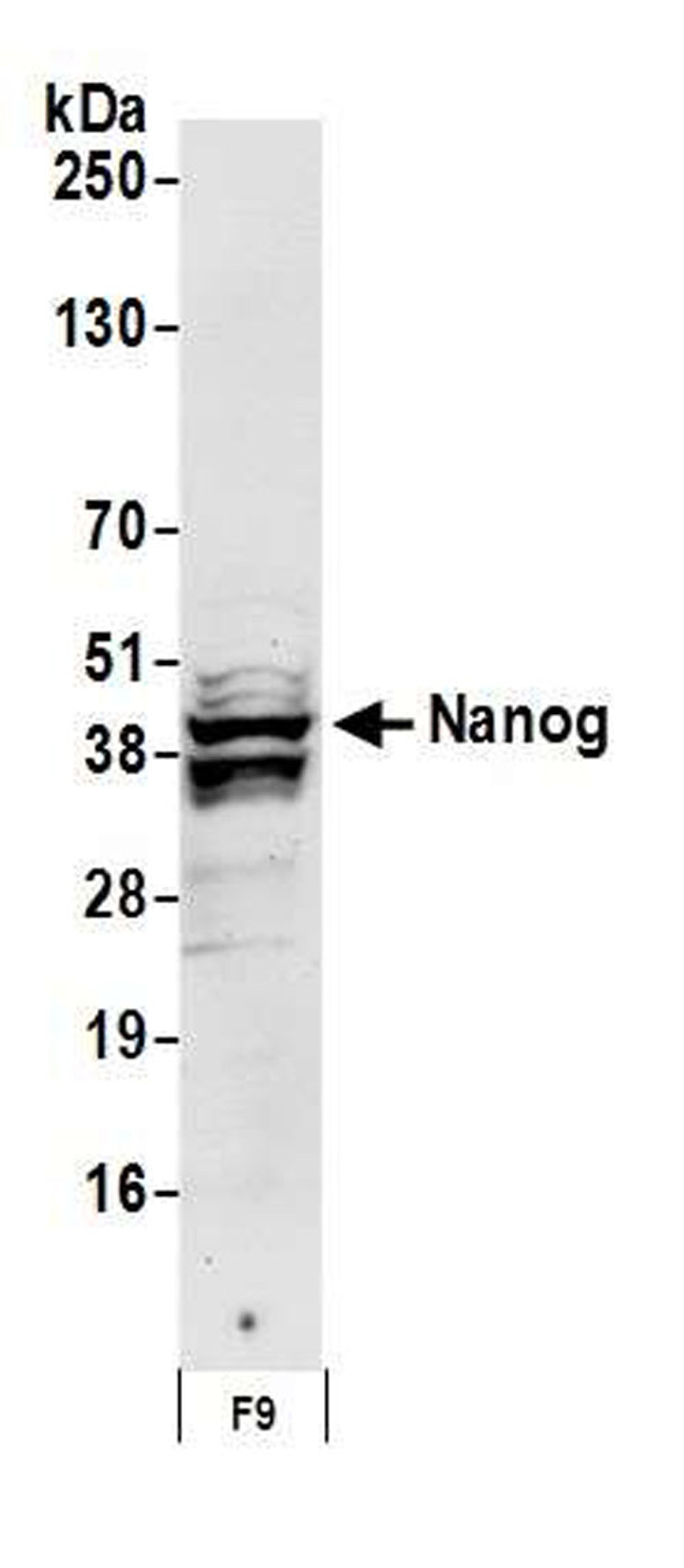 Detection of mouse Nanog by WB.