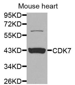 Western blot analysis of extracts of mouse heart cells using CDK7 antibody