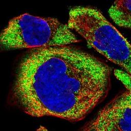 Immunocytochemistry/Immunofluorescence: FXR1 Antibody [NBP1-89546] - Staining of human cell line A-431 shows positivity in cytoplasm.