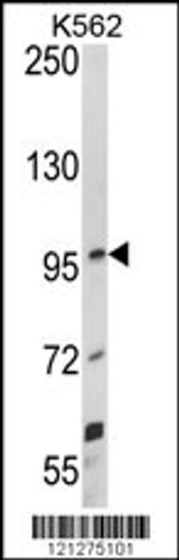 Western blot analysis of UNC5C Antibody in K562 cell line lysates (35ug/lane)