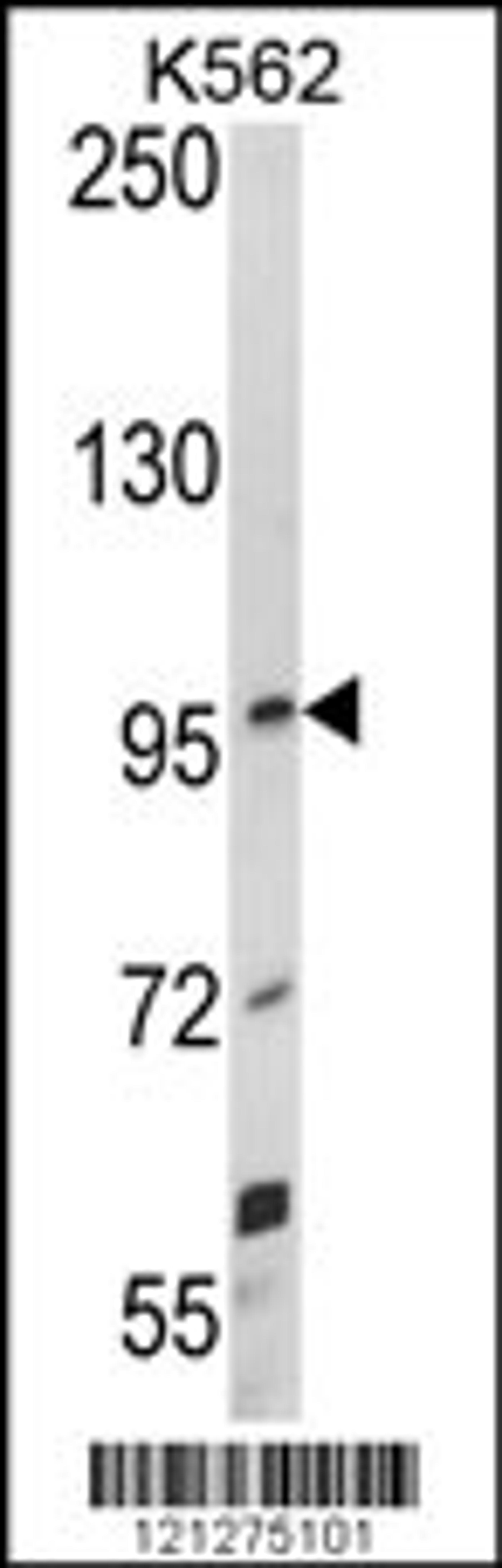 Western blot analysis of UNC5C Antibody in K562 cell line lysates (35ug/lane)