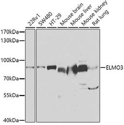 Western blot - ELMO3 antibody (A7182)