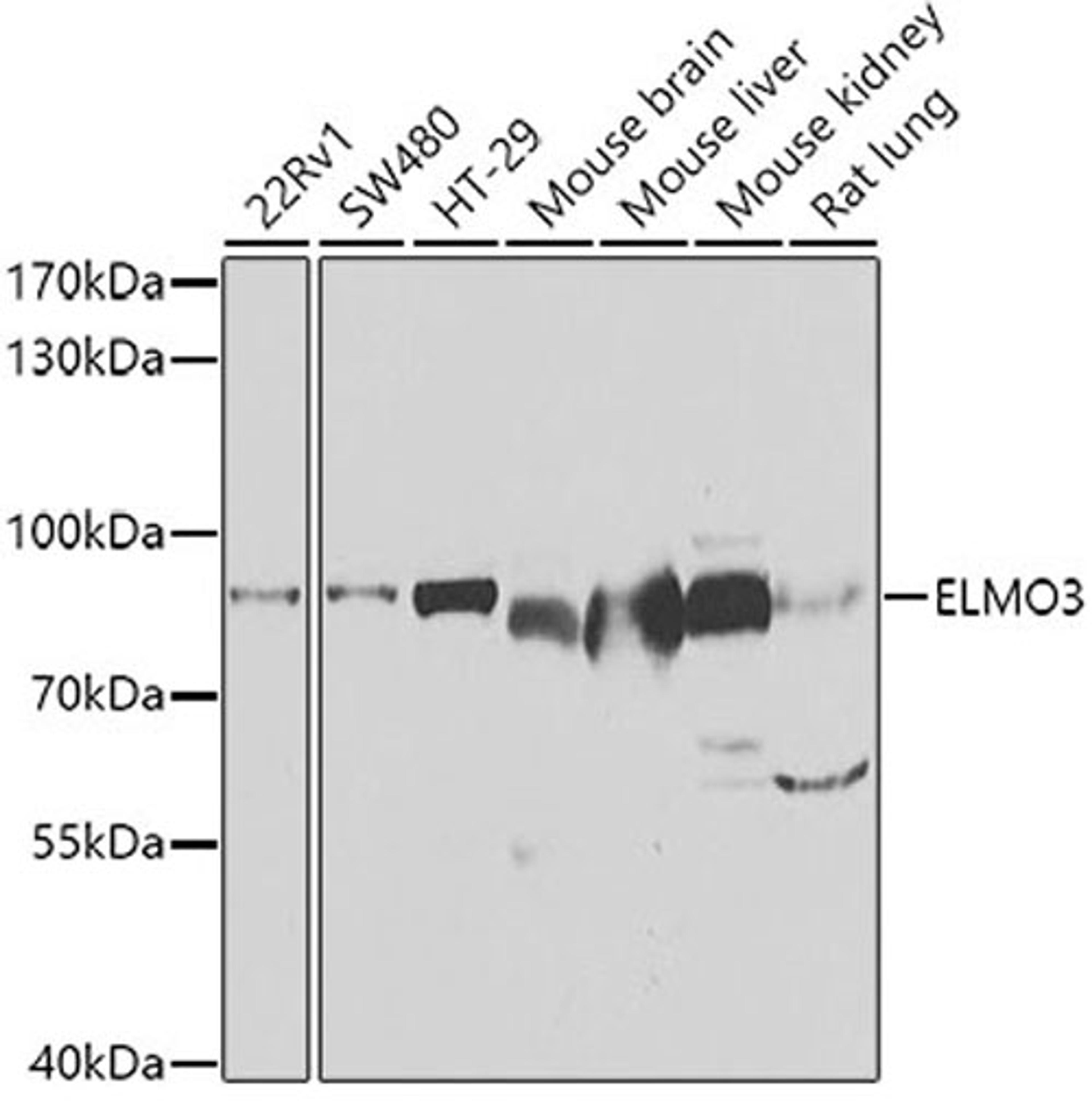 Western blot - ELMO3 antibody (A7182)