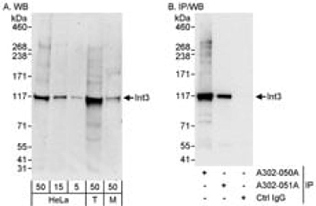 Detection of human and mouse INT3 by western blot (h&m) and immunoprecipitation (h).