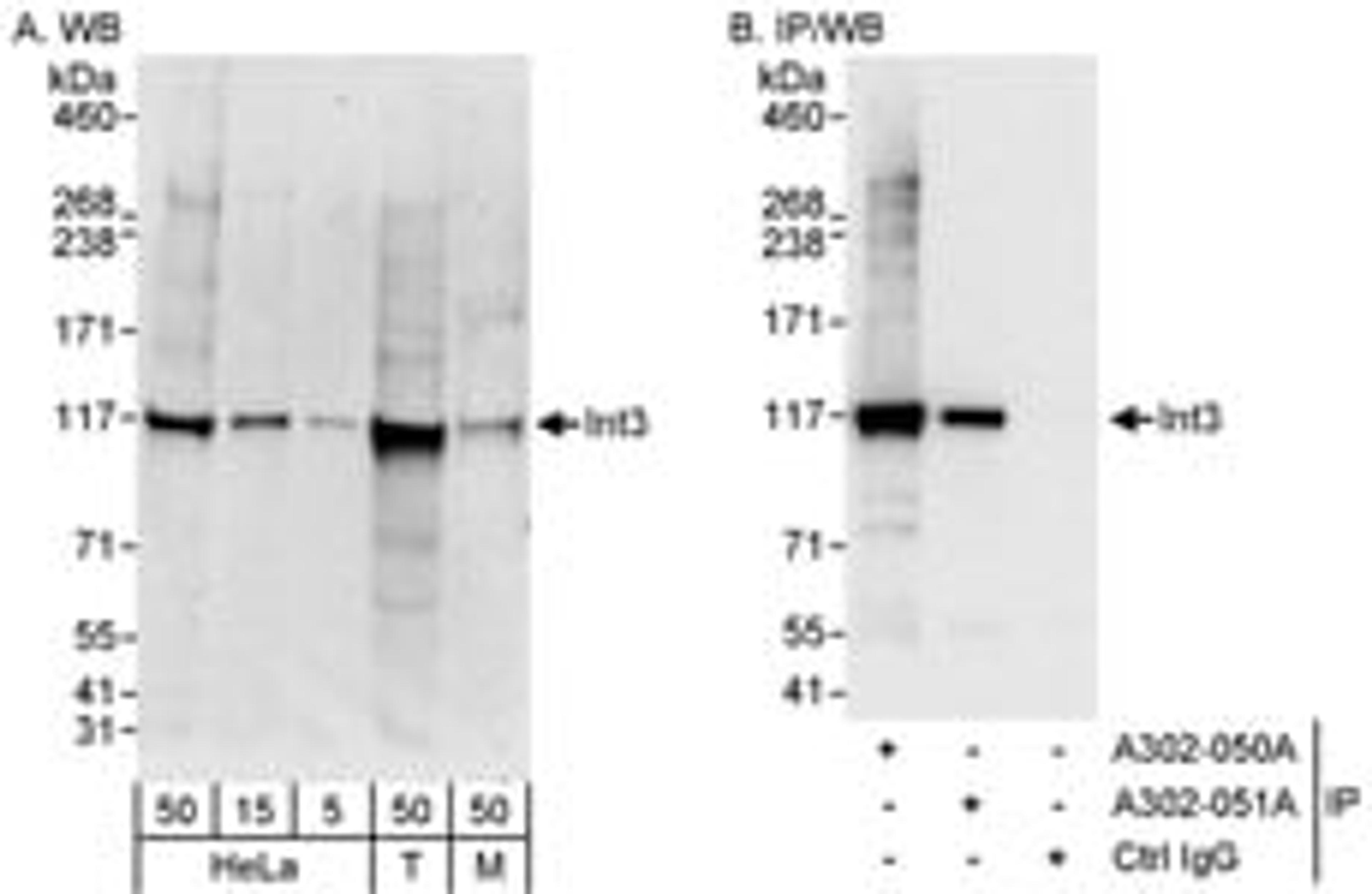 Detection of human and mouse INT3 by western blot (h&m) and immunoprecipitation (h).