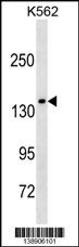 Western blot analysis in K562 cell line lysates (35ug/lane).This demonstrates the MLLT2 antibody detected the MLLT2 protein (arrow).