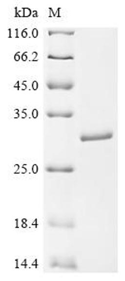 (Tris-Glycine gel) Discontinuous SDS-PAGE (reduced) with 5% enrichment gel and 15% separation gel.