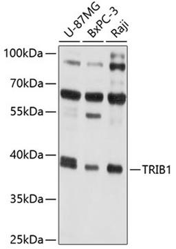 Western blot - TRIB1 antibody (A10134)