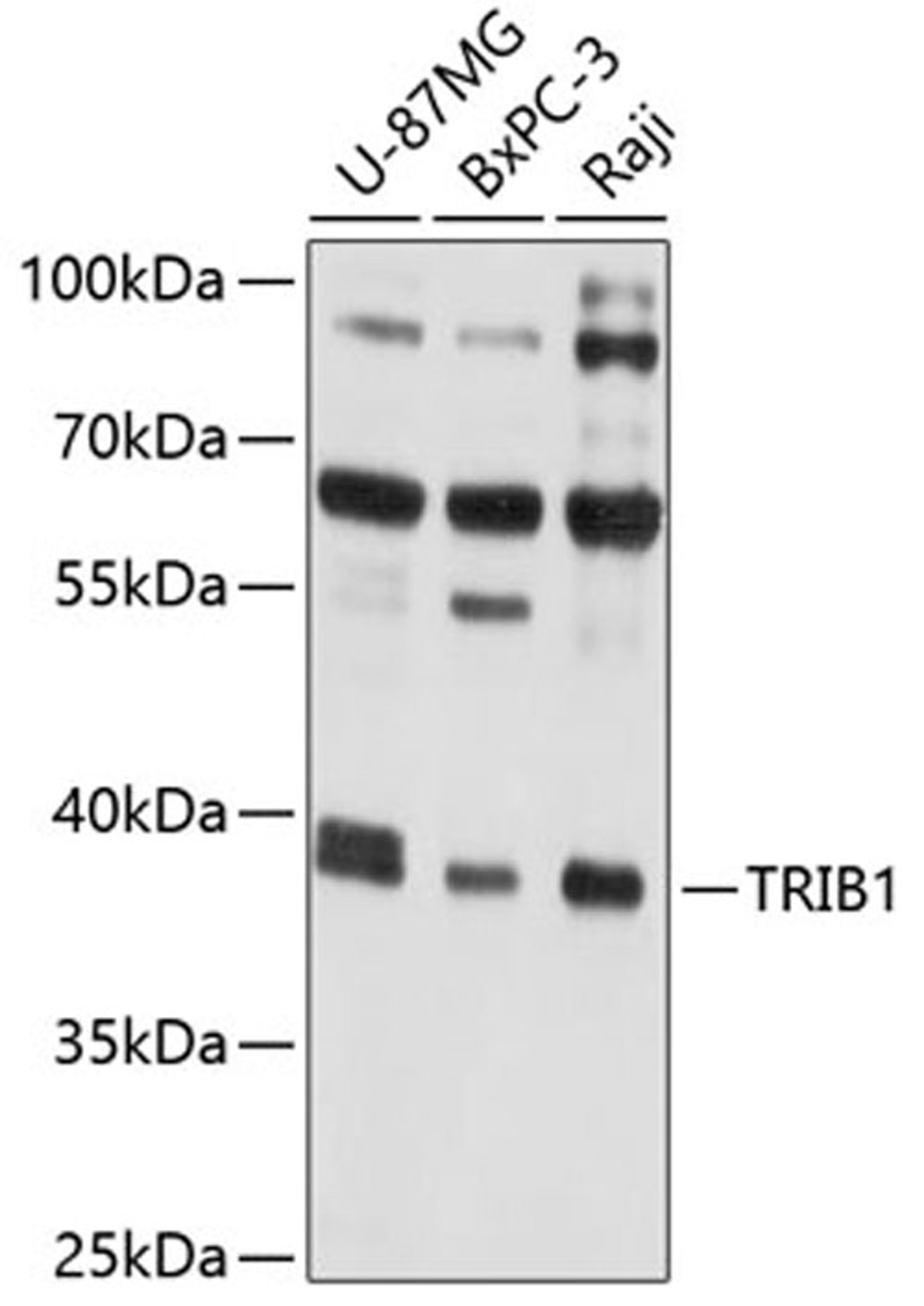 Western blot - TRIB1 antibody (A10134)