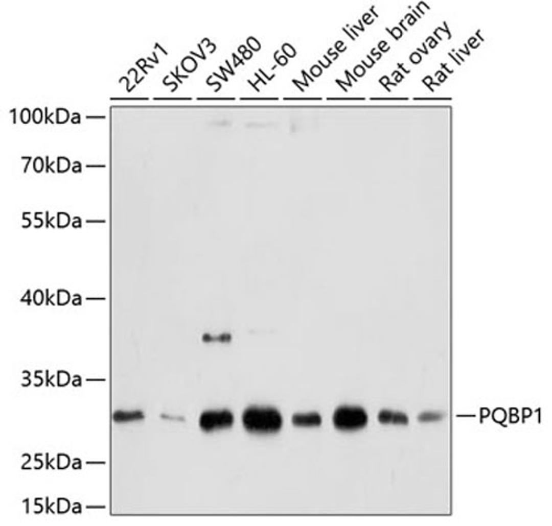 Western blot - PQBP1 antibody (A4369)