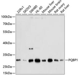 Western blot - PQBP1 antibody (A4369)