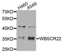 Western blot analysis of extracts of various cells using WBSCR22 antibody