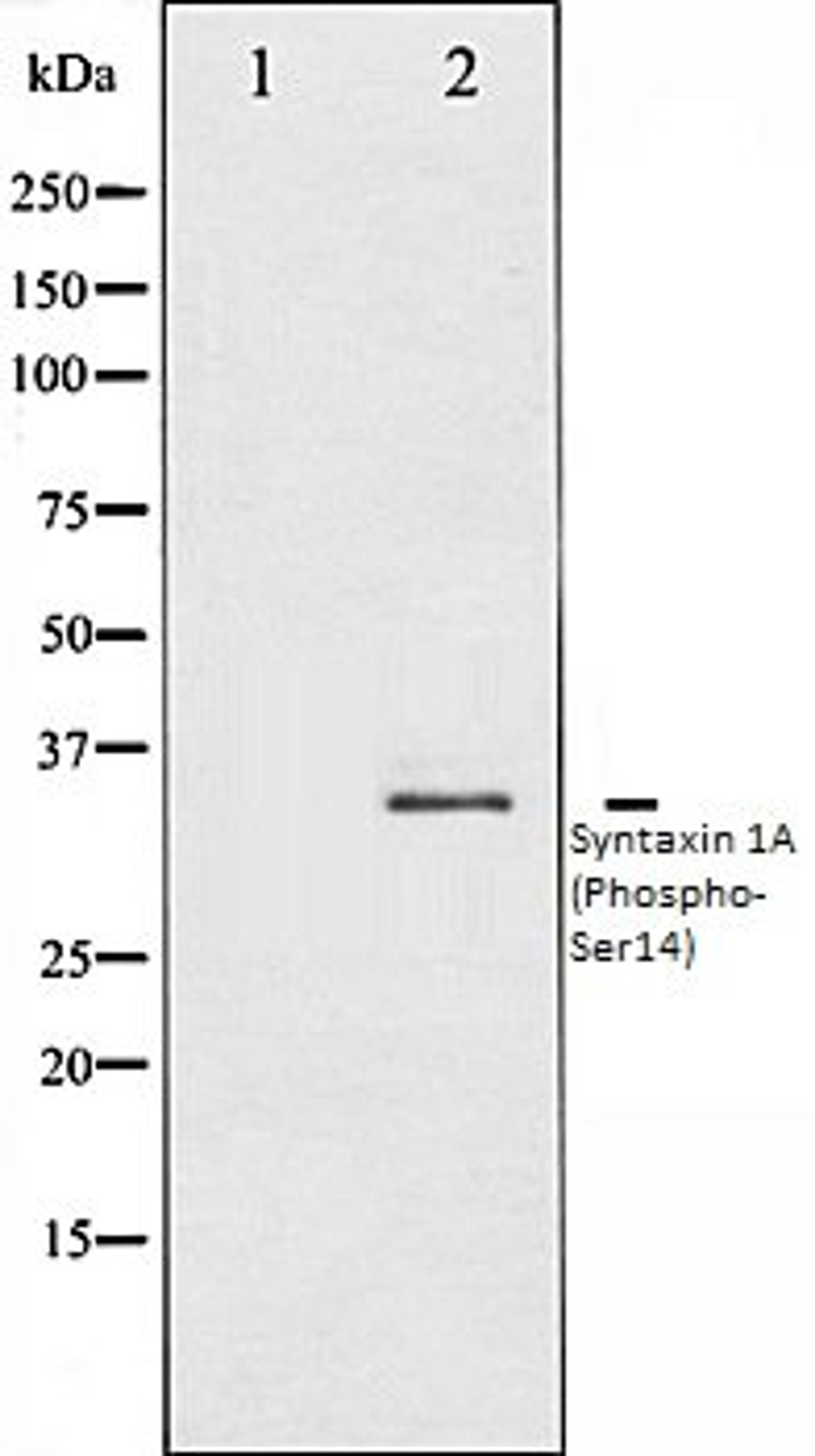 Western blot analysis of Mouse brain tissue lysates using Syntaxin 1A (Phospho-Ser14) antibody, The lane on the left is treated with the antigen-specific peptide.