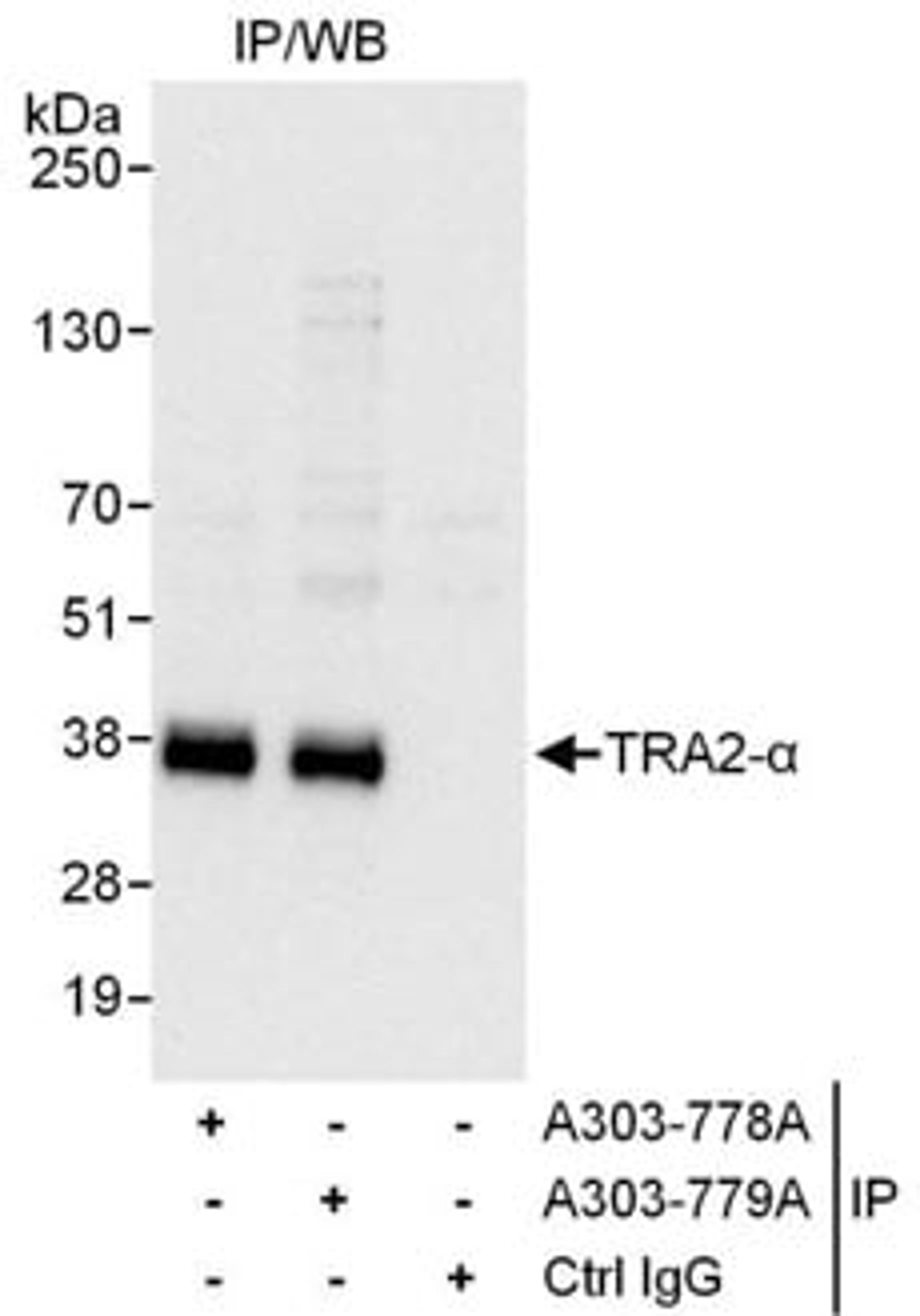 Detection of human TRA2-alpha by western blot of immunoprecipitates.