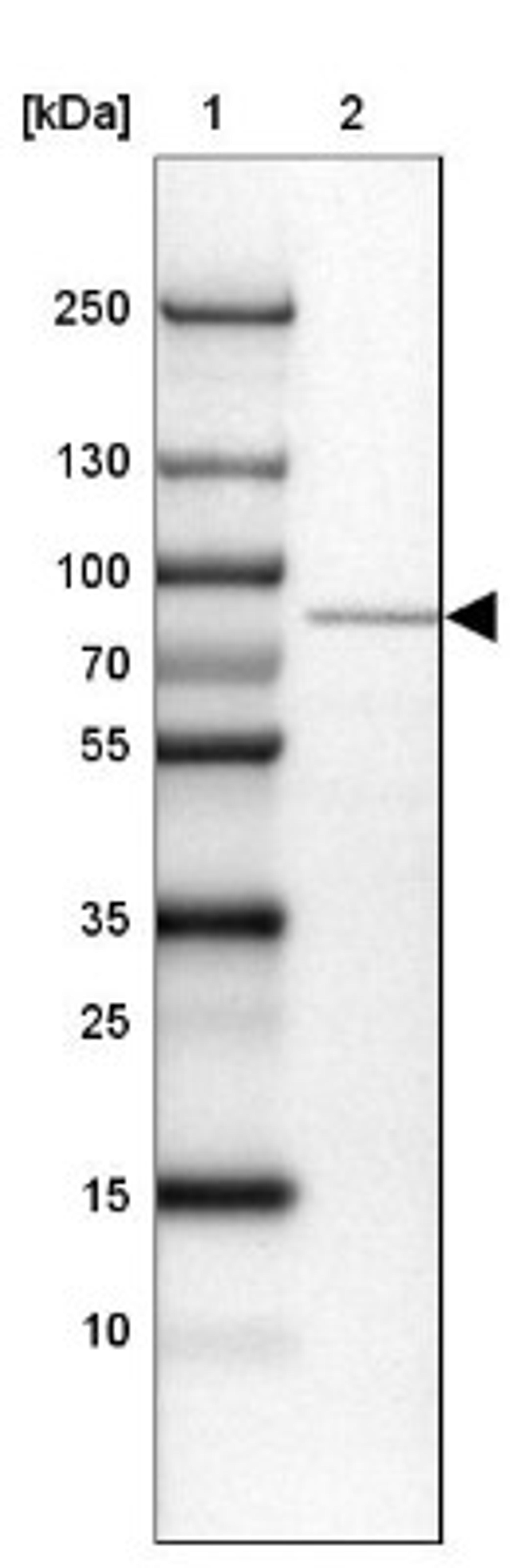 Western Blot: WDR76 Antibody [NBP1-82273] - Lane 1: Marker [kDa] 250, 130, 100, 70, 55, 35, 25, 15, 10<br/>Lane 2: HEL