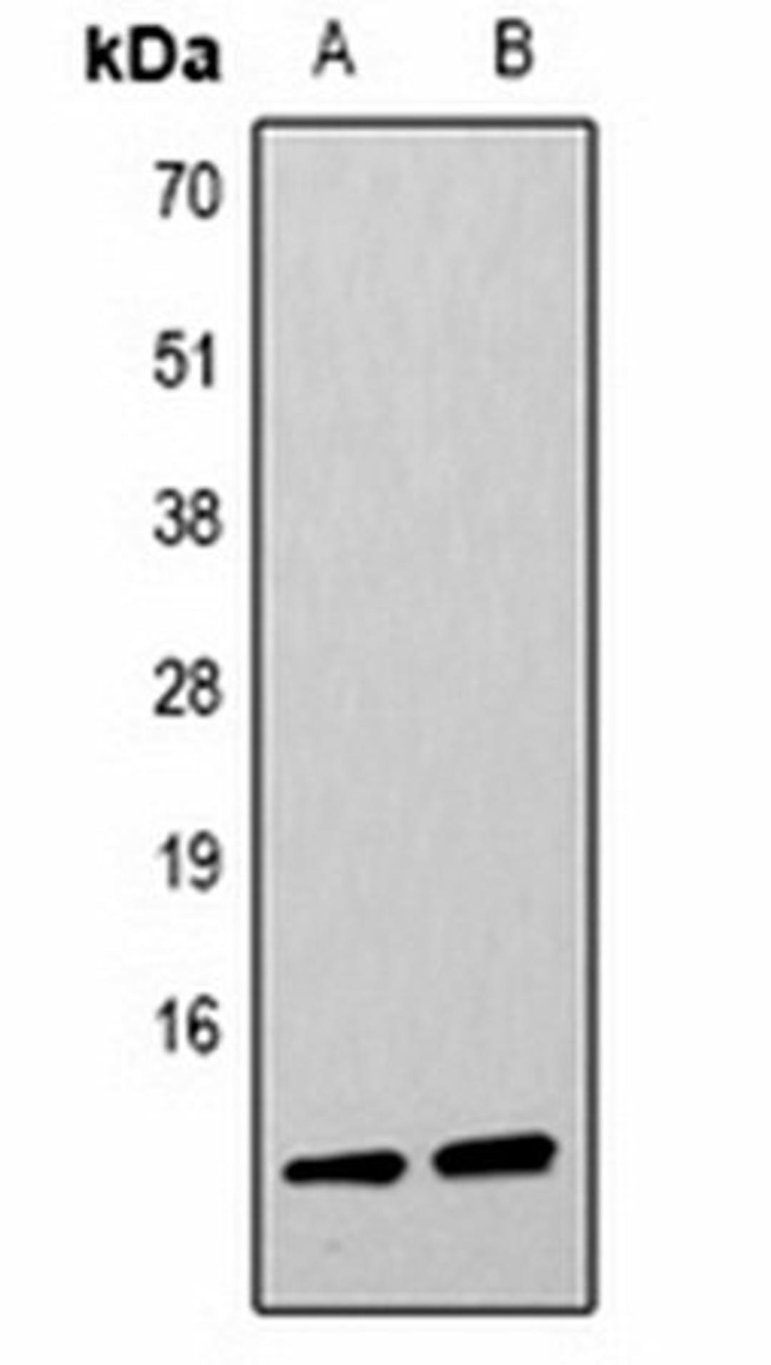 Western blot analysis of  Hela (Lane1), NIH3T3 (Lane2) whole cell lysates using Histone H4 (DiMethyl K59) antibody