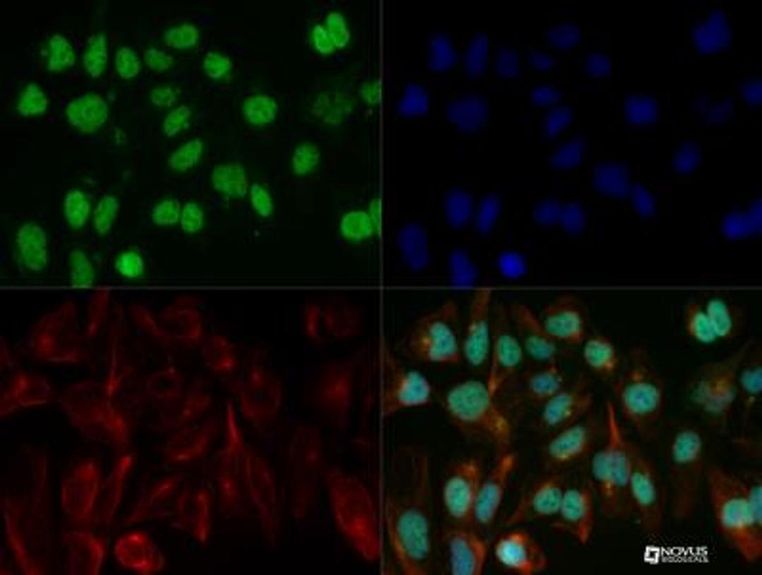 Immunocytochemistry/Immunofluorescence: KLF15 Antibody [NBP2-24635] - KLF15 antibody was tested in HeLa cells with DyLight 488 (green). Nuclei and alpha-tubulin were counterstained with DAPI (blue) and Dylight 550 (red).