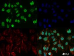 Immunocytochemistry/Immunofluorescence: KLF15 Antibody [NBP2-24635] - KLF15 antibody was tested in HeLa cells with DyLight 488 (green). Nuclei and alpha-tubulin were counterstained with DAPI (blue) and Dylight 550 (red).