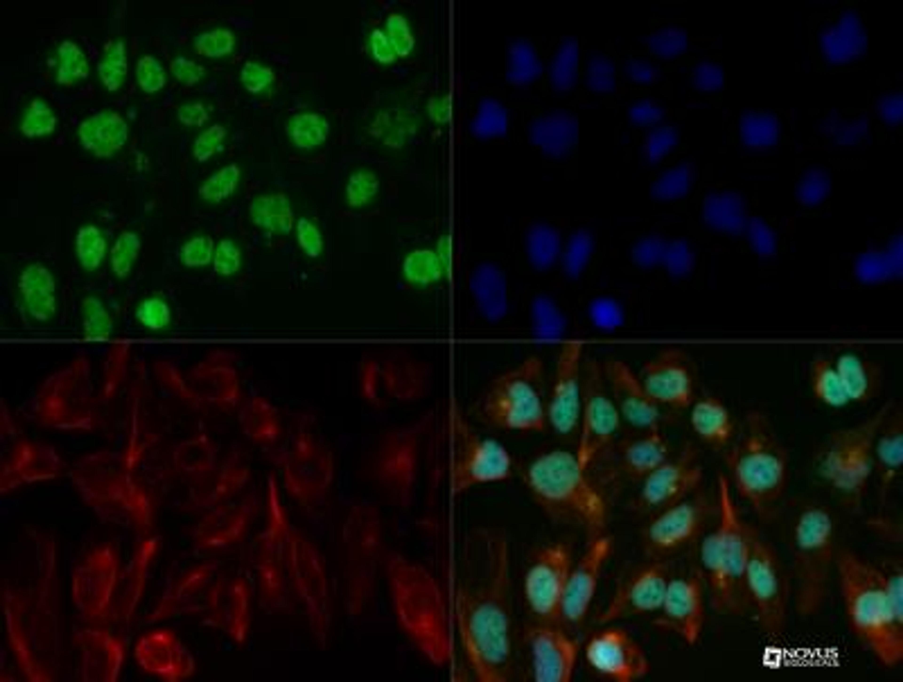 Immunocytochemistry/Immunofluorescence: KLF15 Antibody [NBP2-24635] - KLF15 antibody was tested in HeLa cells with DyLight 488 (green). Nuclei and alpha-tubulin were counterstained with DAPI (blue) and Dylight 550 (red).