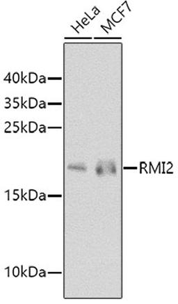 Western blot - RMI2 antibody (A8523)