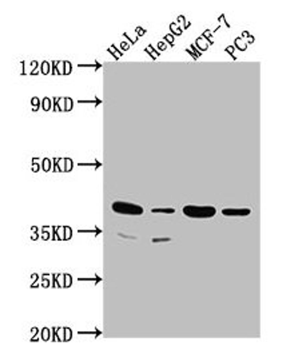 Western Blot. Positive WB detected in: Hela whole cell lysate, HepG2 whole cell lysate, MCF-7 whole cell lysate, PC3 whole cell lysate. All lanes: DUSP11 antibody at 1:2000. Secondary. Goat polyclonal to rabbit IgG at 1/50000 dilution. Predicted band size: 39, 26 kDa. Observed band size: 39 kDa. 