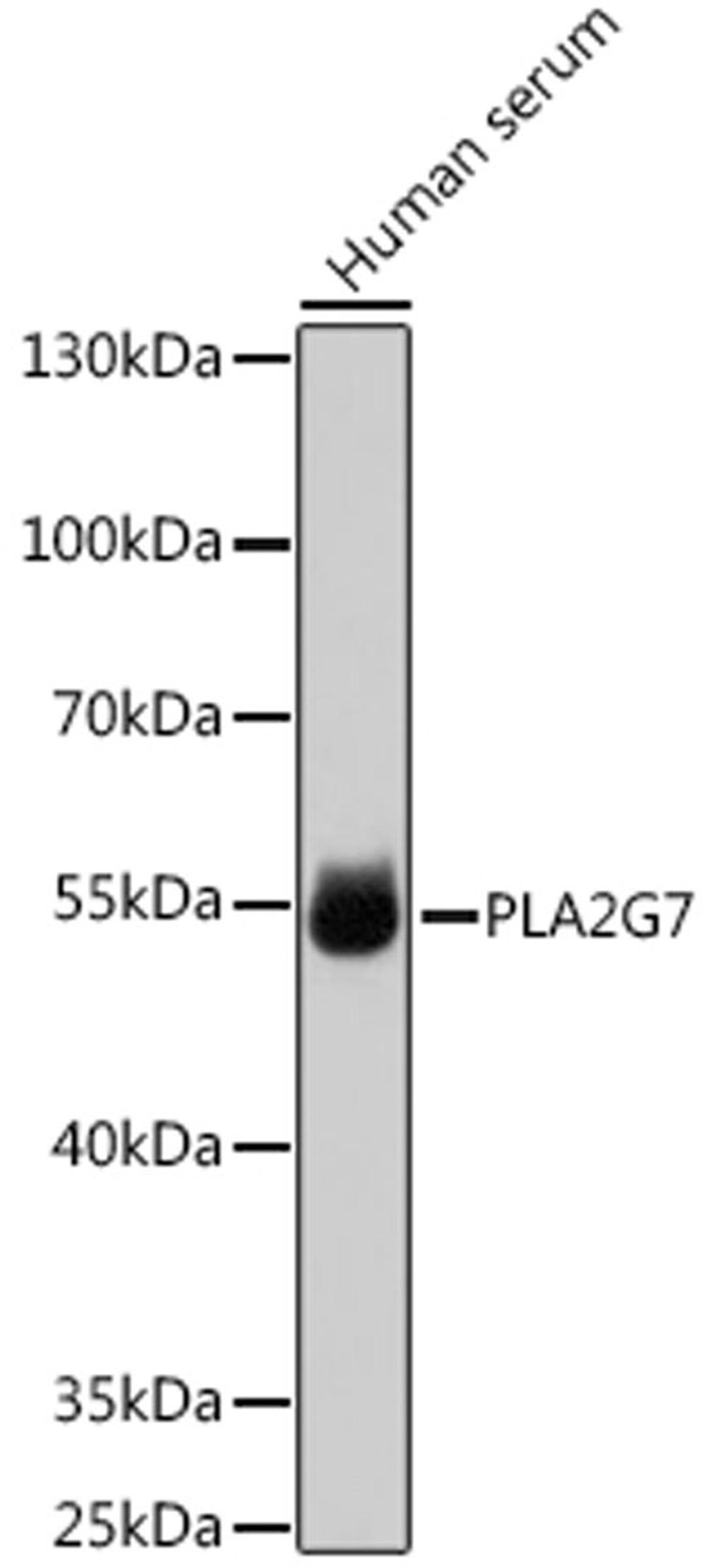 Western blot - PLA2G7 antibody (A13864)