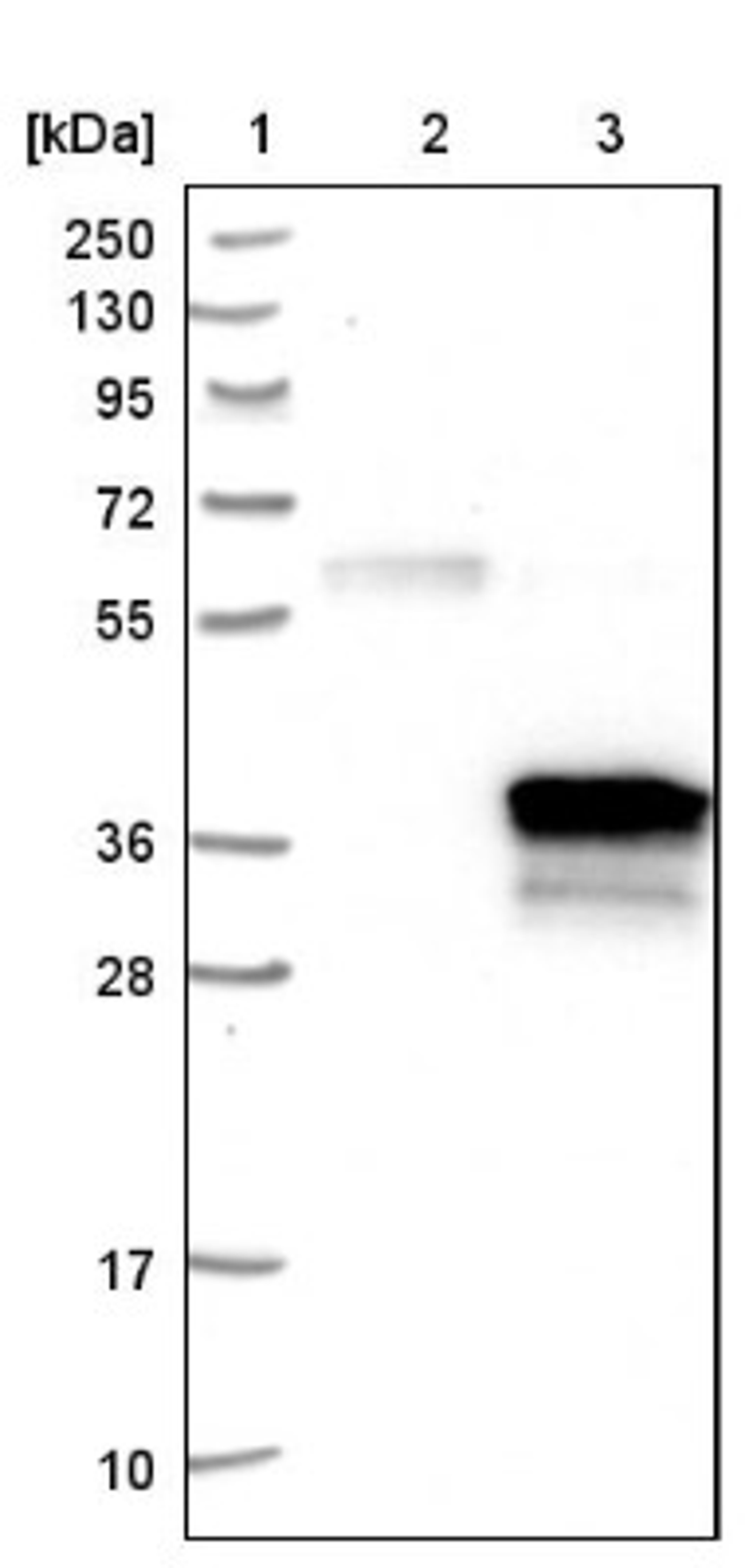 Western Blot: DHRS7B Antibody [NBP1-85649] - Lane 1: Marker [kDa] 250, 130, 95, 72, 55, 36, 28, 17, 10<br/>Lane 2: Negative control (vector only transfected HEK293T lysate)<br/>Lane 3: Over-expression lysate (Co-expressed with a C-terminal myc-DDK tag (~3.1 kDa) in mammalian HEK293T cells, LY414503)