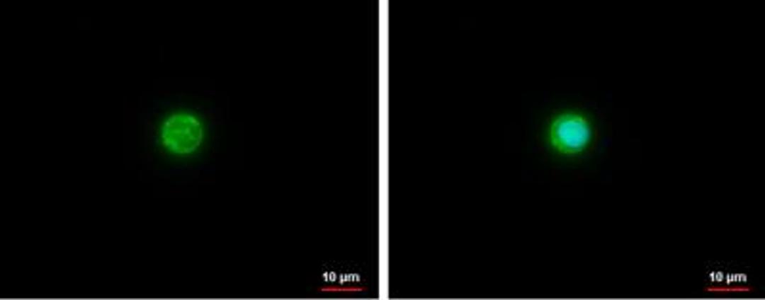 Immunocytochemistry/Immunofluorescence: Apolipoprotein E/ApoE Antibody [NBP1-31123] - Apolipoprotein E antibody [C2C3], C-term detects Apolipoprotein E protein at cytoplasm by analysis. Sample: THP-1 cells were fixed in ice-cold MeOH for 5 min. Green: Apolipoprotein E protein stained by Apolipoprotein E antibody [C2C3], C-term  diluted at 1:500. Blue: Hoechst 33342 staining.