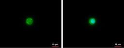 Immunocytochemistry/Immunofluorescence: Apolipoprotein E/ApoE Antibody [NBP1-31123] - Apolipoprotein E antibody [C2C3], C-term detects Apolipoprotein E protein at cytoplasm by analysis. Sample: THP-1 cells were fixed in ice-cold MeOH for 5 min. Green: Apolipoprotein E protein stained by Apolipoprotein E antibody [C2C3], C-term  diluted at 1:500. Blue: Hoechst 33342 staining.