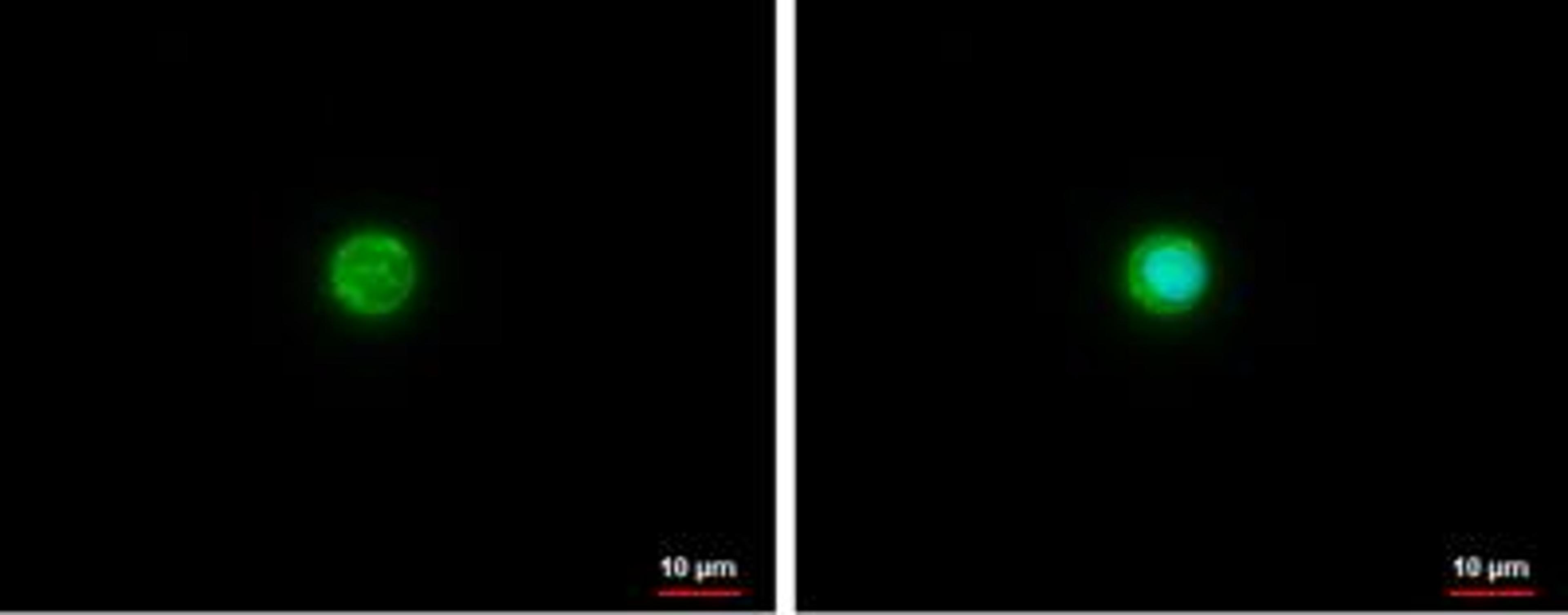 Immunocytochemistry/Immunofluorescence: Apolipoprotein E/ApoE Antibody [NBP1-31123] - Apolipoprotein E antibody [C2C3], C-term detects Apolipoprotein E protein at cytoplasm by analysis. Sample: THP-1 cells were fixed in ice-cold MeOH for 5 min. Green: Apolipoprotein E protein stained by Apolipoprotein E antibody [C2C3], C-term  diluted at 1:500. Blue: Hoechst 33342 staining.