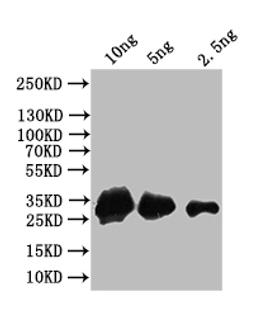 Western Blot. Positive WB detected in: recombinant protein. All lanes: AGO4 Antibody at 1:1000. Secondary. Goat polyclonal to rabbit IgG at 1/50000 dilution. Predicted band size: 33 kDa. Observed band size: 33 kDa.
