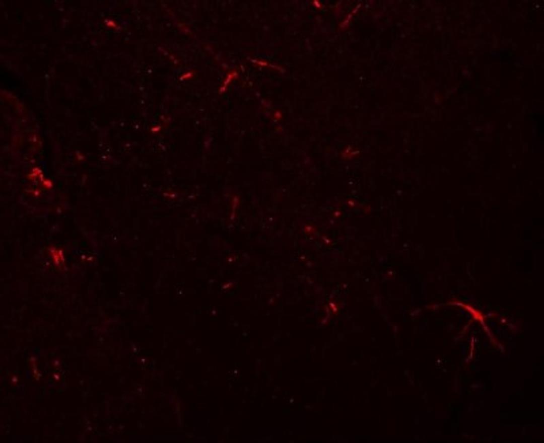 Immunocytochemistry/Immunofluorescence: CLP24/TMEM204 Antibody [NBP1-77069] - Immunofluorescence of TMEM204 in mouse brain tissue with TMEM204 antibody at 20 ug/mL.