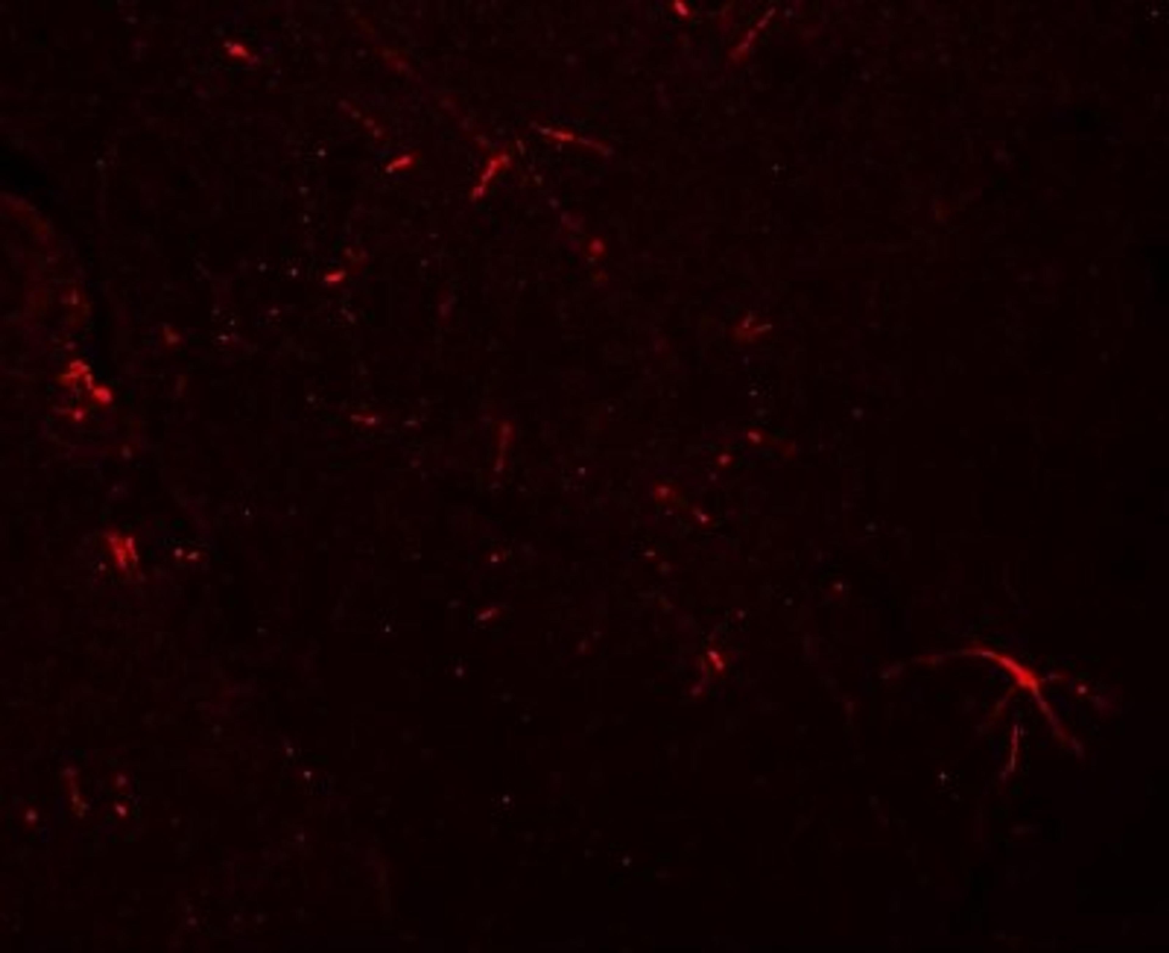 Immunocytochemistry/Immunofluorescence: CLP24/TMEM204 Antibody [NBP1-77069] - Immunofluorescence of TMEM204 in mouse brain tissue with TMEM204 antibody at 20 ug/mL.